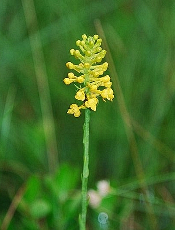 Platanthera integra